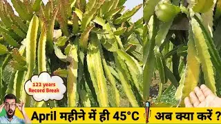Why are my Dragon plant turning yellow|How do you fix yellow dragon fruit?