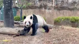 Panda 上野動物園にパンダを見に行ってきた(レイレイ)