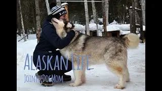 Travel Alaska - Joining the Alaskan Life in Deep Winter