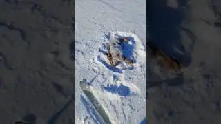 Охота на заяца, с сайги 223рем, 160м по дальномер...