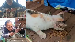 Astaghfirullah, 2 Kucing Liar Scabies Tidur Menahan Gatal, Dan Lapar!!!