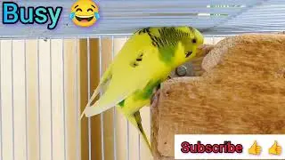 Little🐦 #tiktok#reels#trending#animals#pets #song#dance#funny#cute#movie#baby#news #dog#yt#ai#video