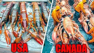 Canada vs. U.S. Lobster: Who Does It Better? &ndash; Modern Agriculture