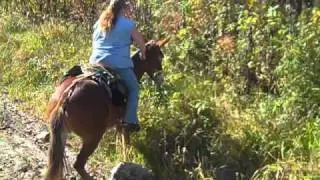 Jiggs the mule & the scary rock