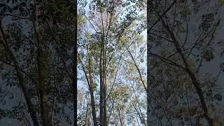 Cirebonan#musikpantura #tarlingcirebonan #videoshort #diananic