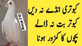 kabootar ke liye vitamin | ande se band kabootar | kabootar boot na daly