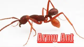 The Killer Army Ants
