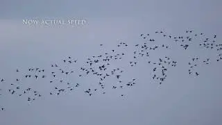 Those Flocking Wigeon