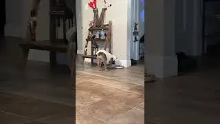 Winnie the frenchie gets a new outfit and toy