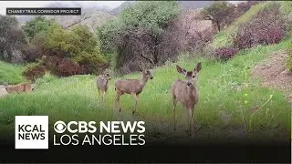 Wildlife returns to Eaton Canyon months after the wildfire
