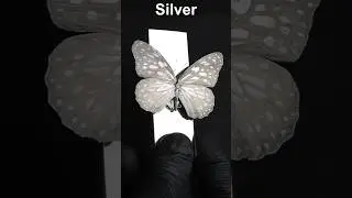 Coating a Butterfly with Titanium, Copper and Silver #science #experiment