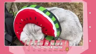 Comfortable Recovery Collar for Dogs and Cats#usacmel #Dogs#Cats#Recovery Collar