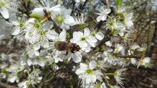 Variegated Spring Beegrabber, Myopa buccata, Planken Wambuis, GLD, the Netherlands, 5 Apr 2025