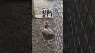 When baby goats meet a chicken for the first time 😅  #farmlife #goats #chickens #homesteading