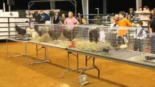 4-H Rooster Crowing Contest - Indian River County Fair