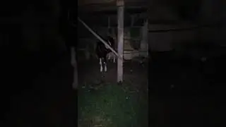 NIGHT WALK GOING TO THE MOUNTAIN #nightwalk #nature #naturesounds