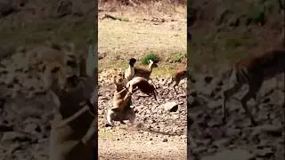 Savage Lioness Slam! #lion  #wildlife #predatorvsprey