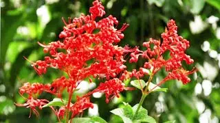 Relaxing music for stress relief water | Music to Relieve Stress - Soothing relaxation music & Water