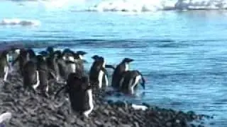 penguin paradise.wmv