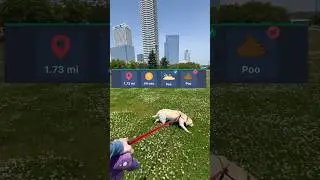 Testing the WAG Dog Walking Hustle