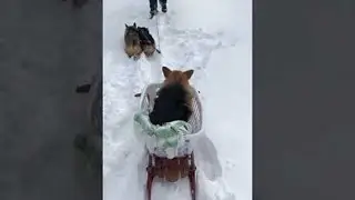 Owners Make Special Sled for Senior Corgi || ViralHog