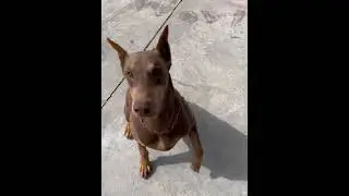 Canelo doing tricks for food 😅| 🐕 #shorts