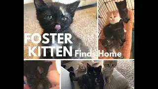 Rosemary's Story - Foster Kitten Finds Forever Home