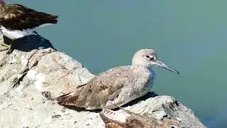 Tunstones and Willets