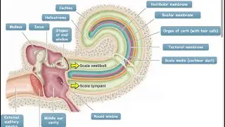 Auditory pathway how we hear sound#viralvideo #biology #clinicalanatomy#physiology#clinicians#fyp