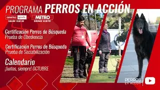 &ldquo;Perros en acci&oacute;n&rdquo;  Programa N&ordm; 532