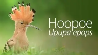 RAW Footage: Hoopoe (Upupa epops)