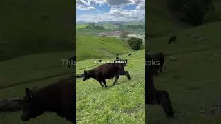 The cow had enough for the day #🐮 #california