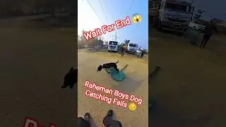Dhurandhar Unbelievable Dog Catch Fails #dogwithpublicsafety #dog #ytviral #pets #shorts #dogshorts
