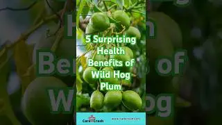 5 Surprising Health Benefits of Wild Hog Plum | #carecrash
