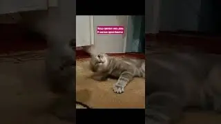 #shortscats #cat #приколы #юмор #ржачныевидео #tiktok #смех_до_слез