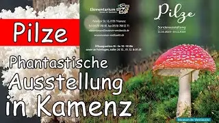 Pilze - Phantastische Ausstellung in Kamenz im Museum der Westlausitz