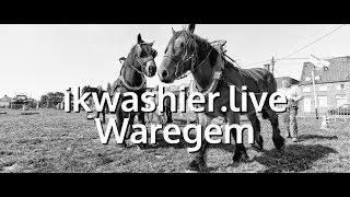 Belgisch Trekpaard van Patrick Parrein behendig op Dag van de Landbouw - ikwashier.live in Waregem