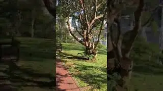 Fort Canning Park. The best jogging area at SG