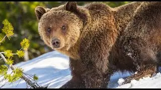 Daily Dose of Nature | A Grizzly Bear&rsquo;s Journey from Cub to Adult