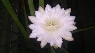 hanya mekar di malam hari bunga kaktus koboi|roselabunga