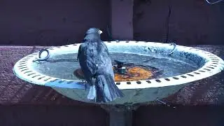 Bird Antics at our place, Lower Hutt NZ (14 January 2025)