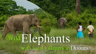 Wild Elephants with local villagers in dooars | India | Video#49