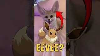 Eevee in Real Life? #animal #eevee #pokemon