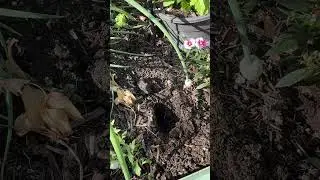 Planting sweet potato slips