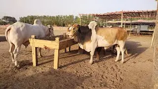 Mundre Chatre | Sindhi Chatre | Sahiwal Bachre | Qurbani 2023 | Shahpur Kanjra Lahore