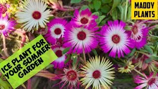 Ice plant | your best friend in summer | vibrant colors | easy to grow | home decor | Urdu/ Hindi.