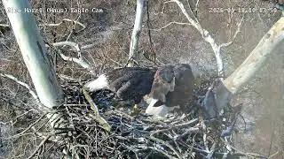 Glen Hazel Bald Eagles - HM2 arrives followed by Mom with a stick. 11-18-2026 10:11