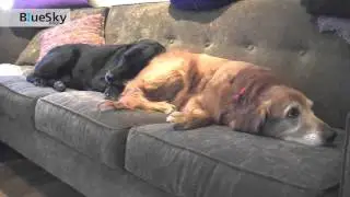 Adopting older dogs