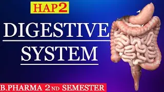 ||L-7||U-2||Digestive System||Introduction||B.Pharma-2 Sem.