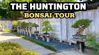 🔴Bonsai Collection at The Huntington Library, Art Museum, and Botanical Gardens